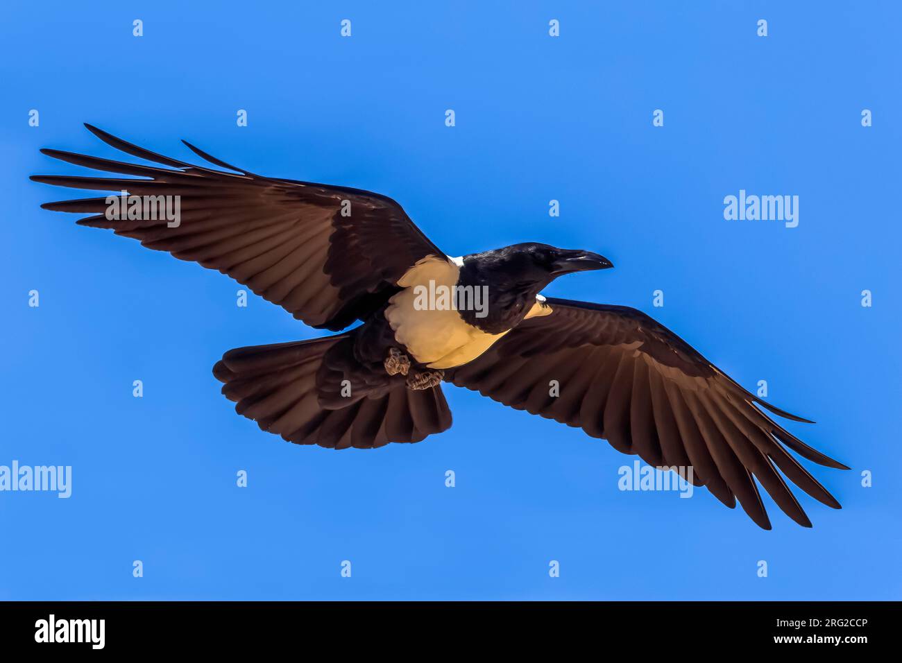 Adult Pied Crow (Corvus albus) near café Chtoukan, Western Sahara Stock