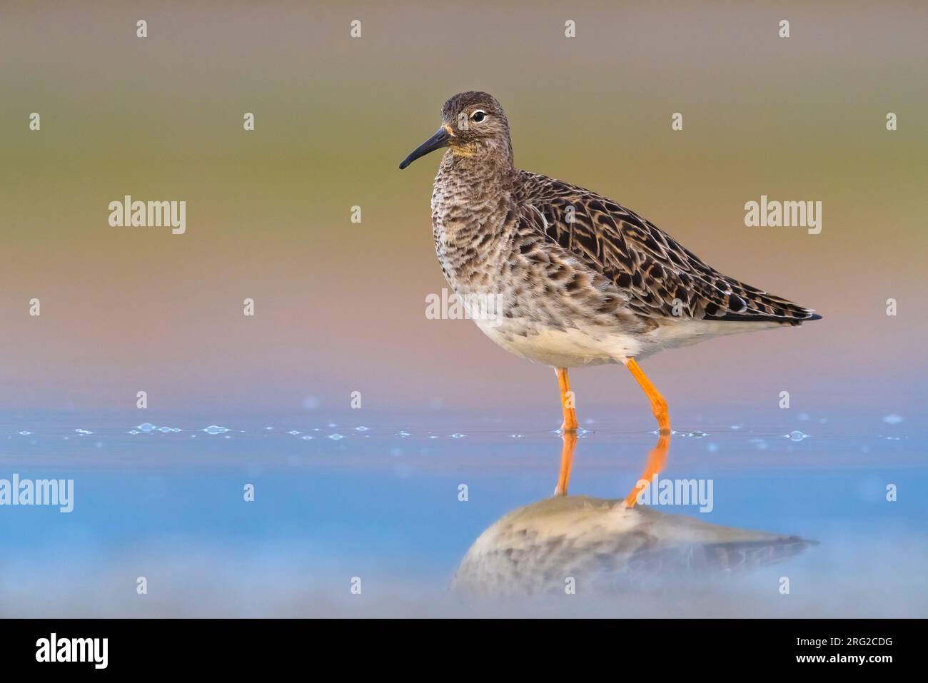 Italian Ruff's Spring migrant Ruff (Philomachus pugnax) in Italy. Staging in shallow ...