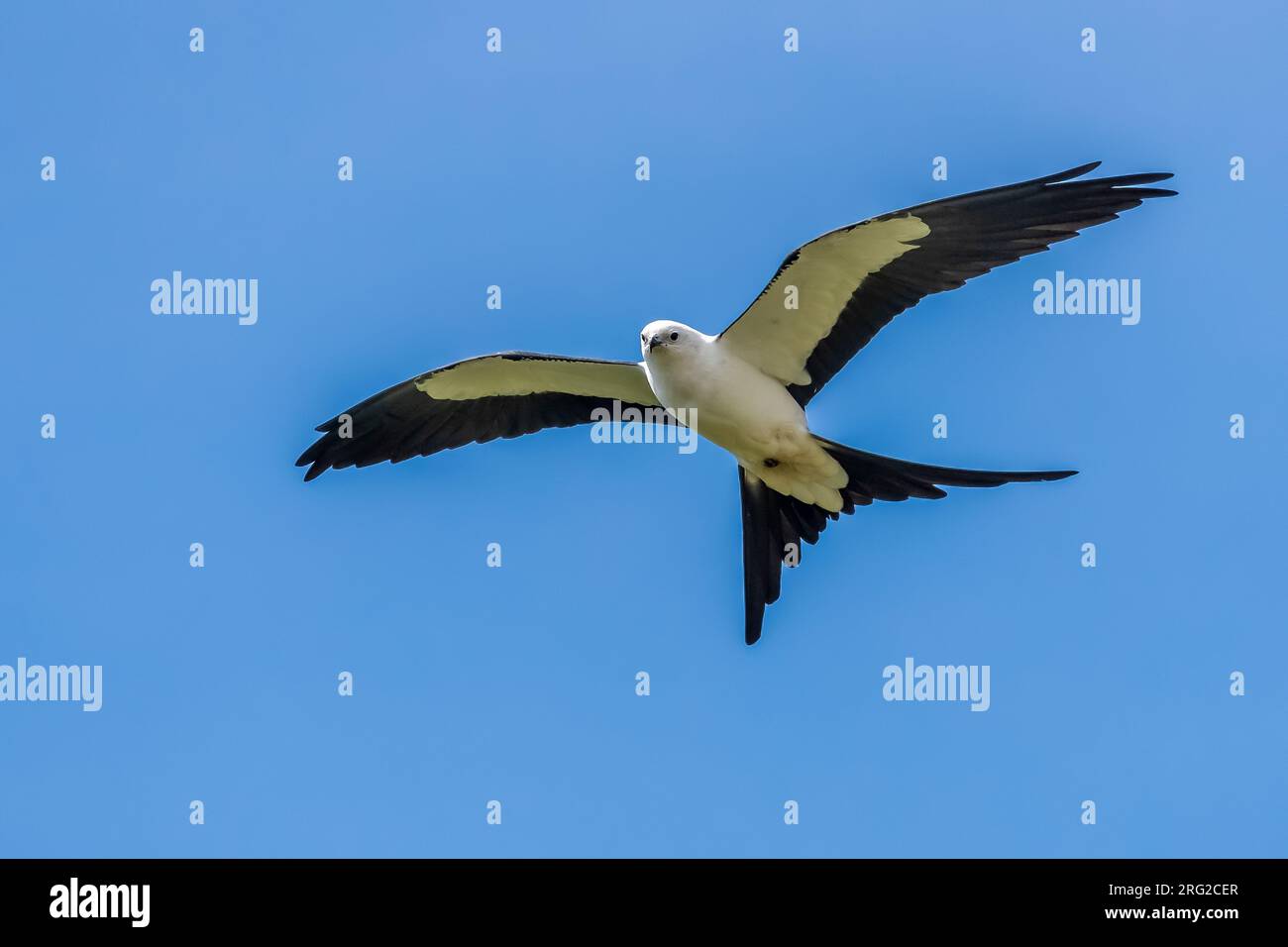 Swallow-tailed Kite (Elanoides forficatus forficatus) flying over Urzelina, Sao Jorge, Azores, Portugal. Stock Photo