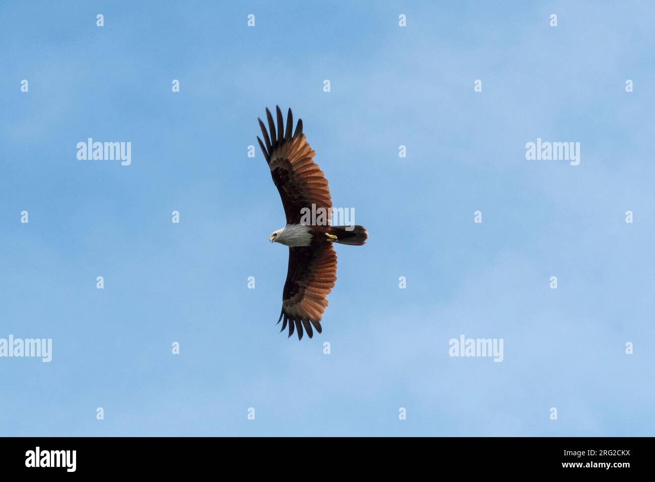 A Brahminy kite, Haliastur indus, in flight, the symbol of Langkawi. Kilim Geoforest Park, Langkawi Island, Malaysia Stock Photo