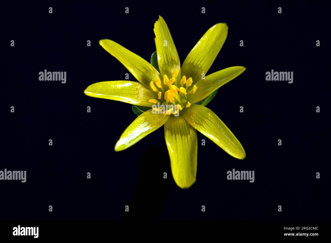 Lesser Celandine flowers Stock Photo