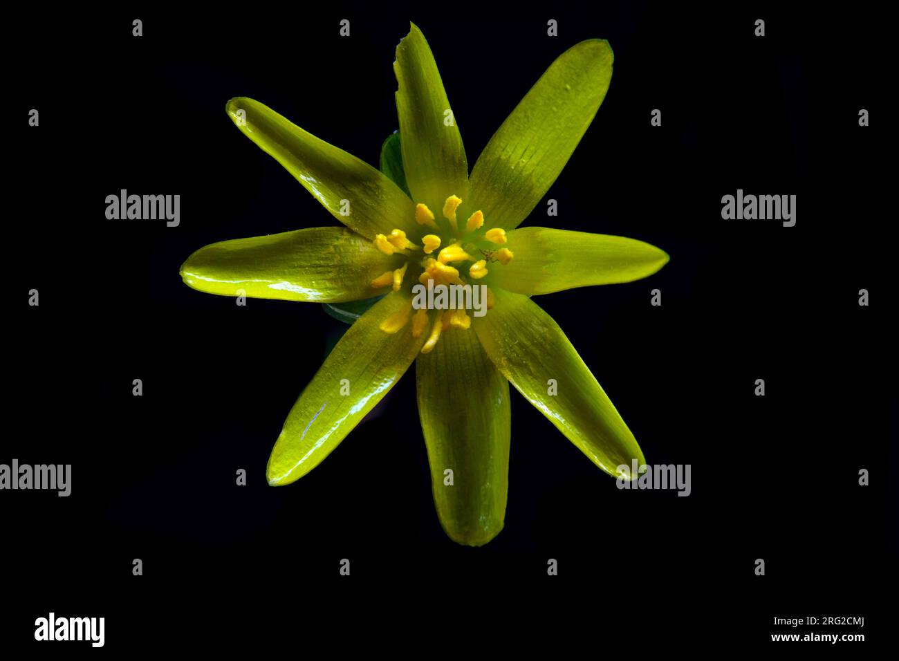 Lesser Celandine flowers Stock Photo