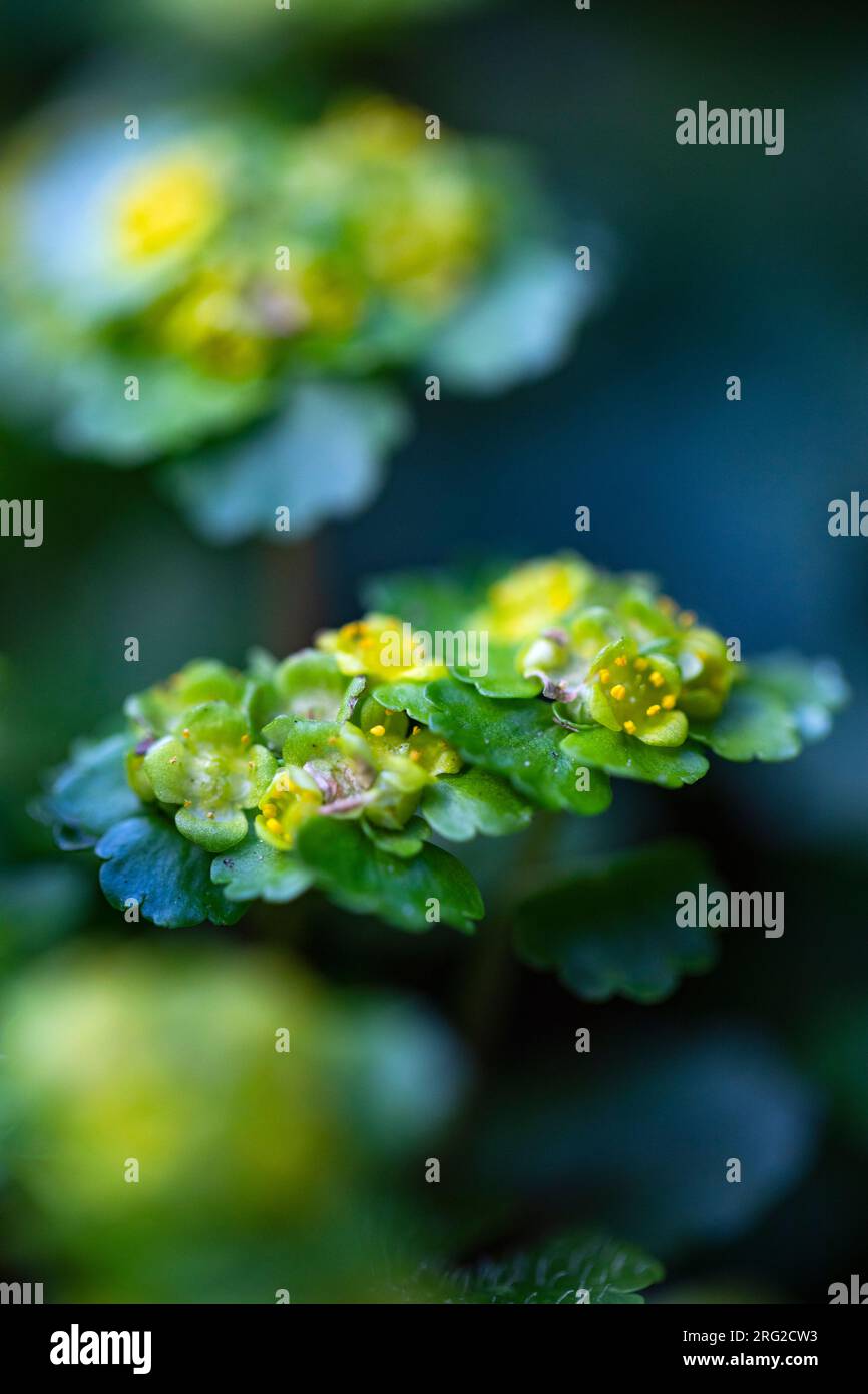 Alternate-leaved Golden-saxifrage, Chrysosplenium alternifolium Stock Photo