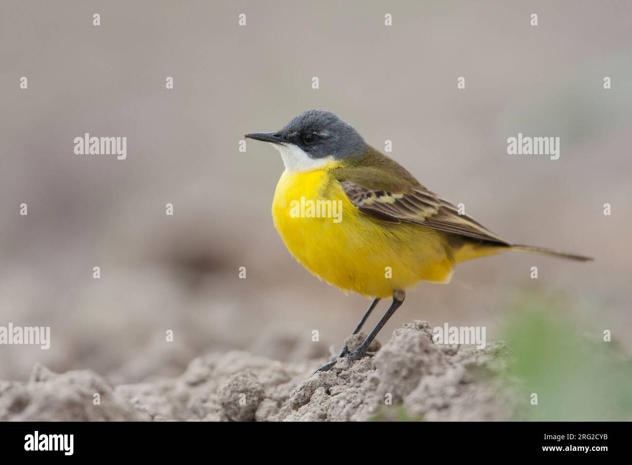 Iberian Yellow Wagtail - Spanische Schafstelze - Motacilla flava ssp. iberiae, Mallorca, adult male Stock Photo