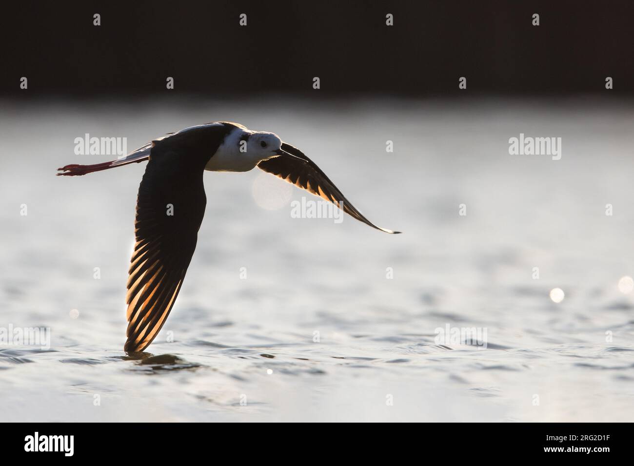 Black-winged Stilt (Himantopus himantopus) in Italy. Stock Photo