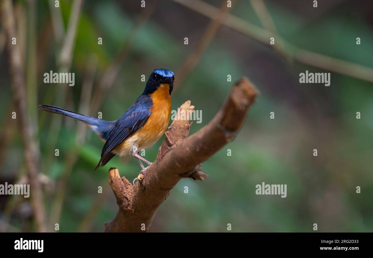 Hill Blue Flycatcher (Cyornis banyumas whitei), adult male perched on a branch at Doi Ang Khang, Thailand Stock Photo