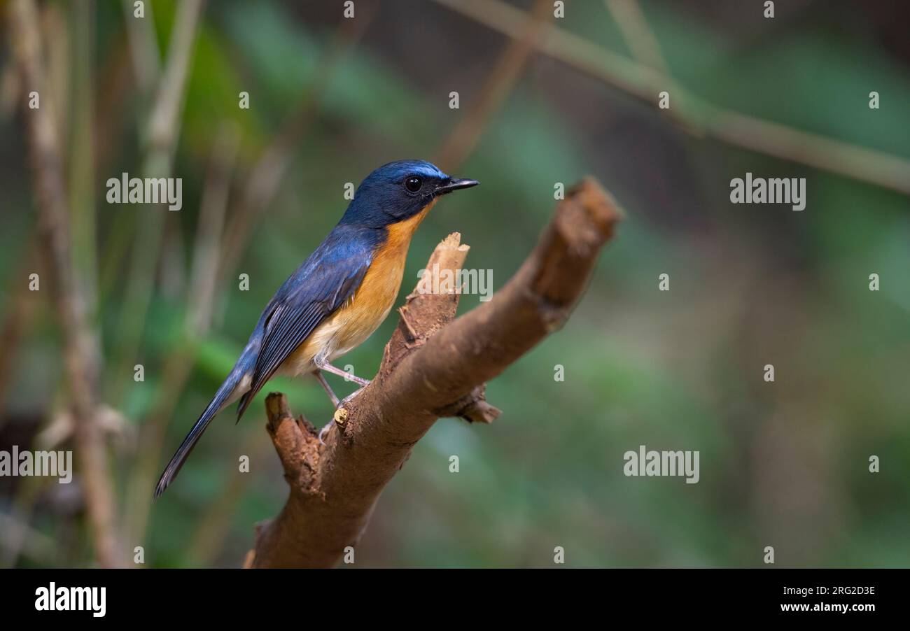 Hill Blue Flycatcher (Cyornis banyumas whitei), adult male perched on a branch at Doi Ang Khang, Thailand Stock Photo