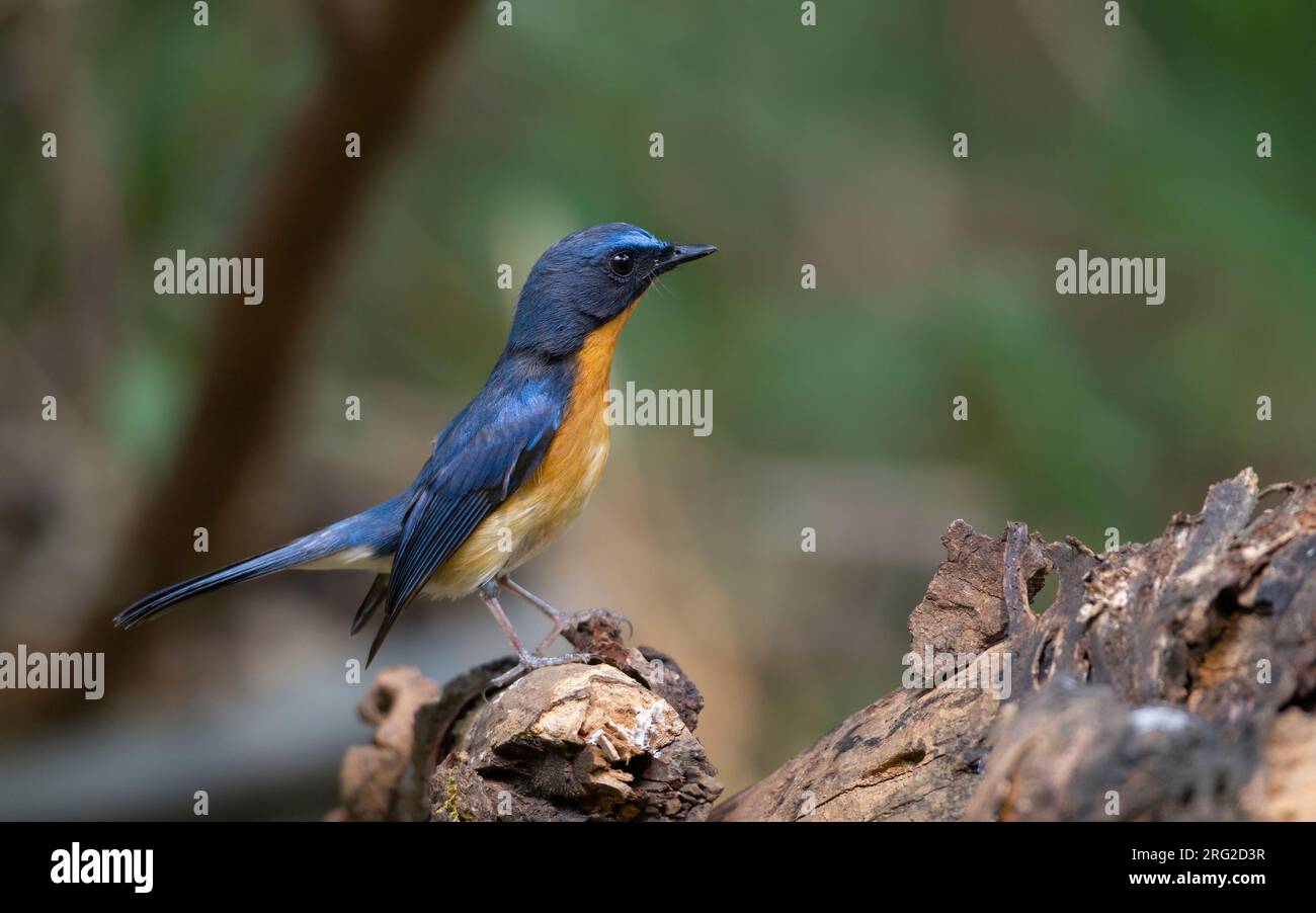 Hill Blue Flycatcher (Cyornis banyumas whitei), adult male perched on a branch at Doi Ang Khang, Thailand Stock Photo