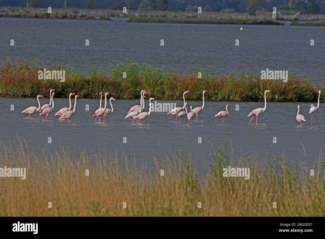 Family Of Flamingos Hi res Stock Photography And Images Alamy