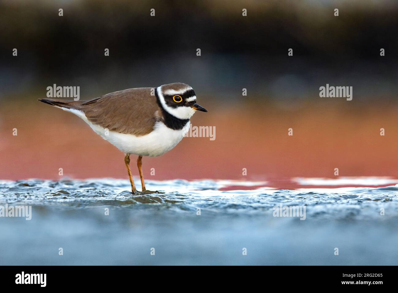 Little Ringed Plover, Charadrius dubius, in Italy. Stock Photo