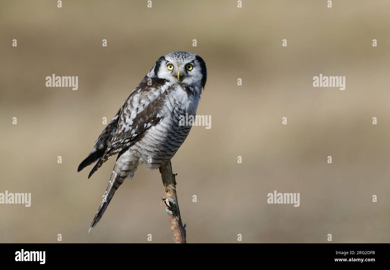 Northern Hawk-Owl, Surnia ulula ulula, 2cy at Karlebo, Denmark Stock Photo