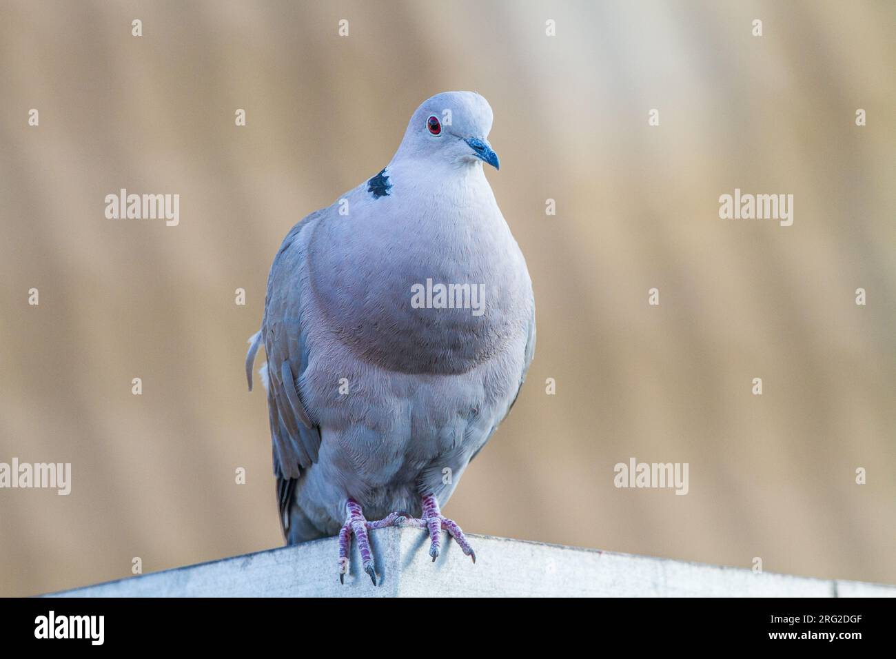 Turkse Tortel, Eurasian Collared Dove, Streptopelia decaocto male calling from house roof Stock Photo