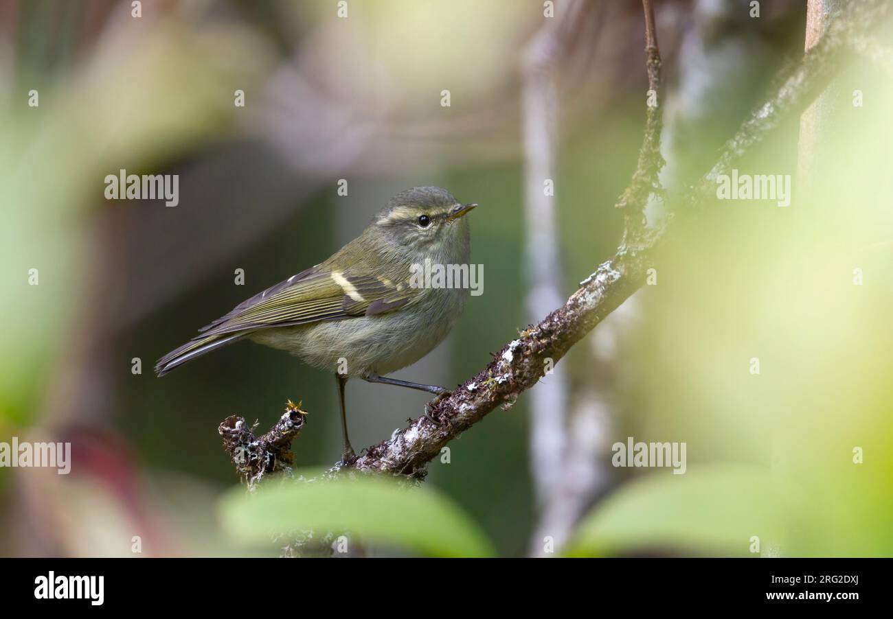 Buff-barred Warbler (Phylloscopus pulcher) perched on a branch at Doi Inthanon, Thailand Stock Photo