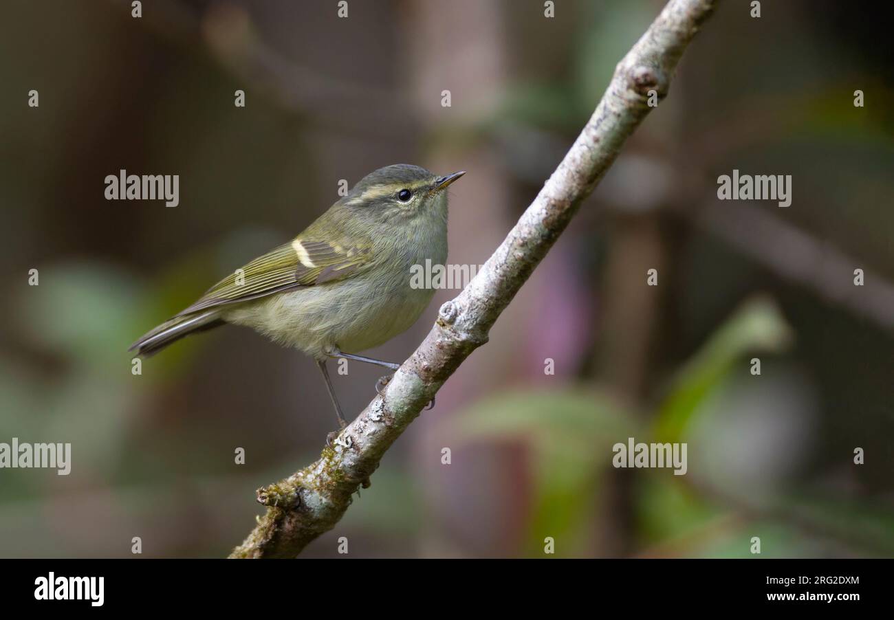 Buff-barred Warbler (Phylloscopus pulcher) perched on a branch at Doi Inthanon, Thailand Stock Photo