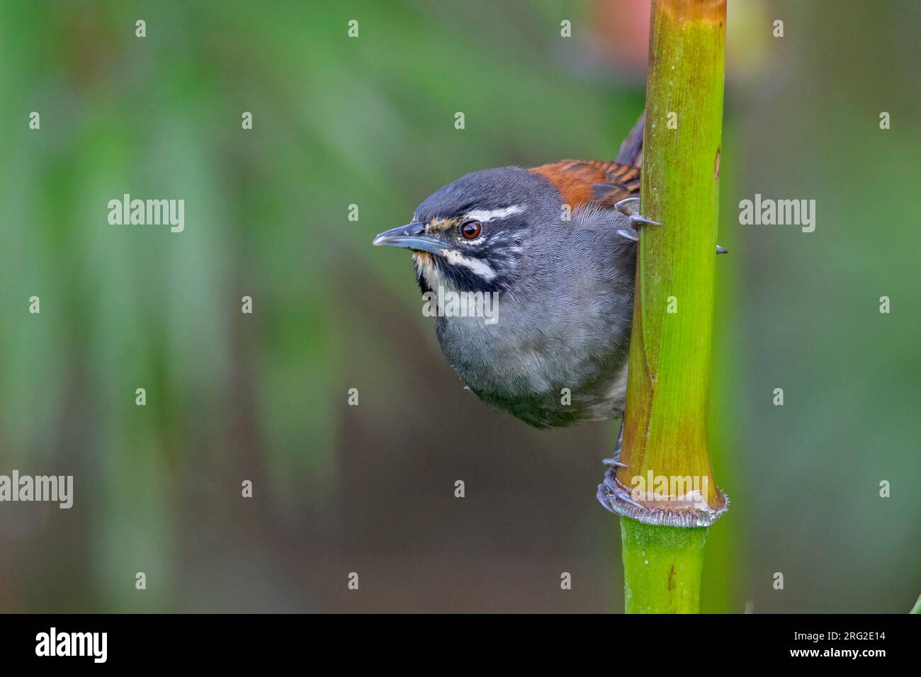 Whiskered Wren (Pheugopedius mystacalis) at Manizales, Colombia Stock
