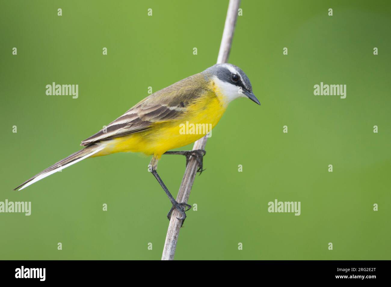 Iberian Yellow Wagtail - Spanische Schafstelze - Motacilla flava ssp. iberiae, Mallorca, adult male Stock Photo