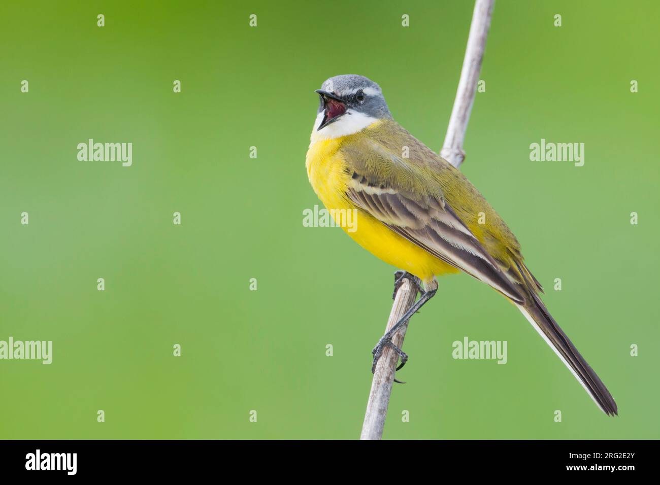 Iberian Yellow Wagtail - Spanische Schafstelze - Motacilla flava ssp. iberiae, Mallorca, adult male Stock Photo