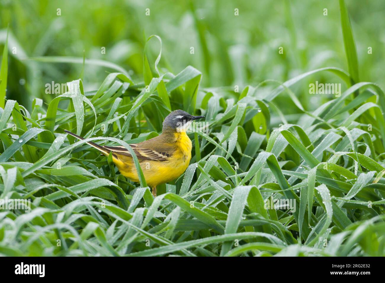 Iberian Yellow Wagtail - Spanische Schafstelze - Motacilla flava ssp. iberiae, Mallorca, adult male Stock Photo