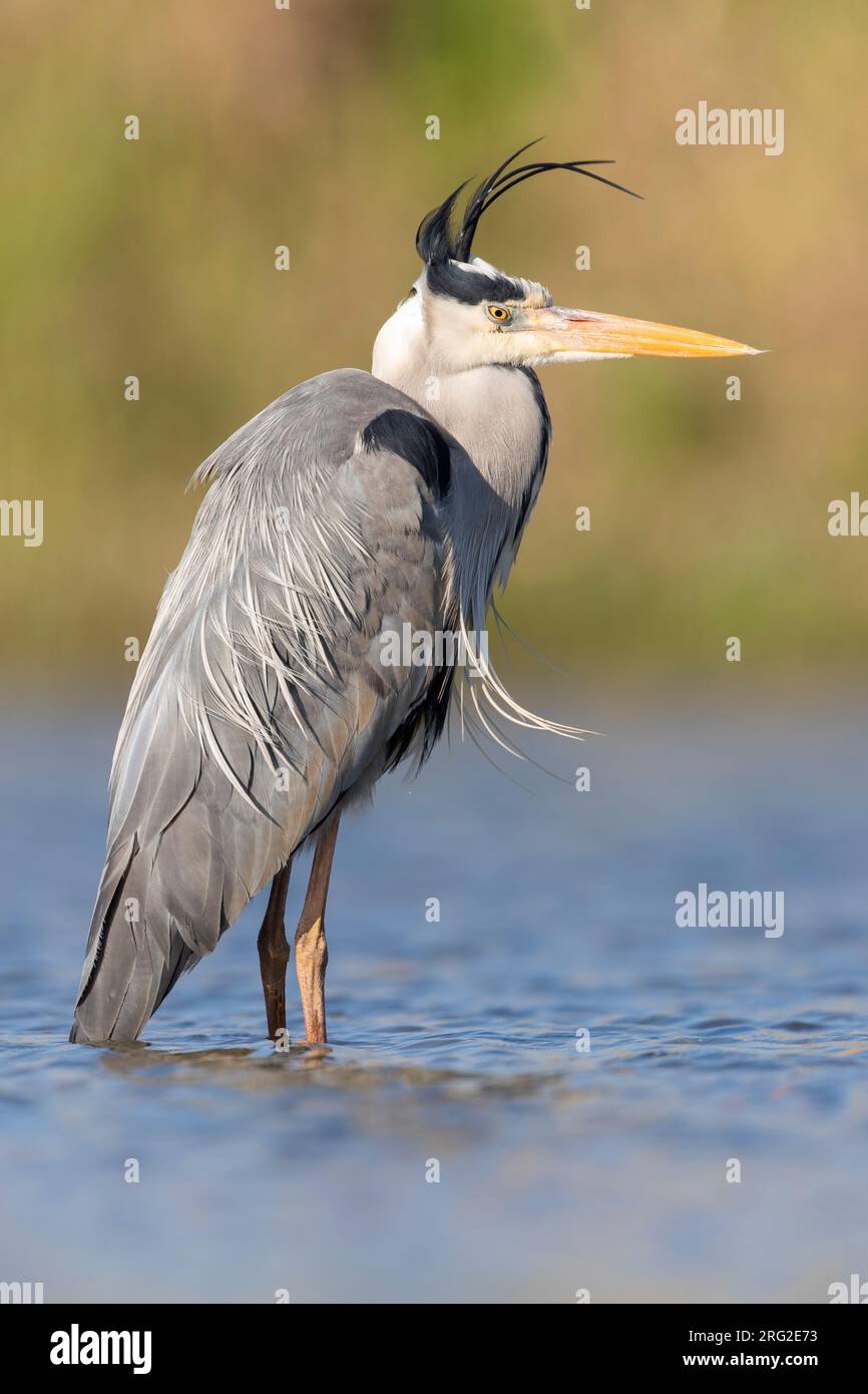 Grey Heron (Ardea cinerea), side view of an adult standing in the water, Campania, Italy Stock Photo