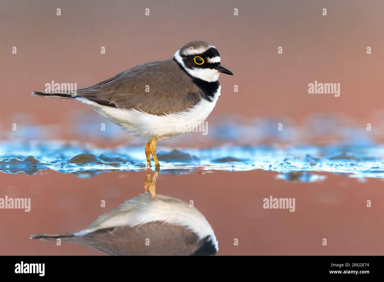 Adult Little Ringed Plover, Charadrius dubius, during spring in Italy. Stock Photo