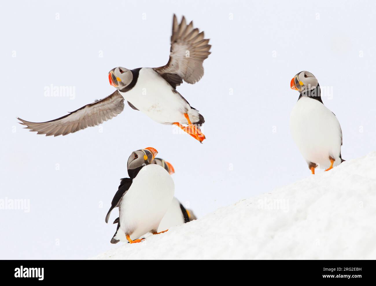 A trio of Atlantic Puffins in a winter setting Stock Photo - Alamy