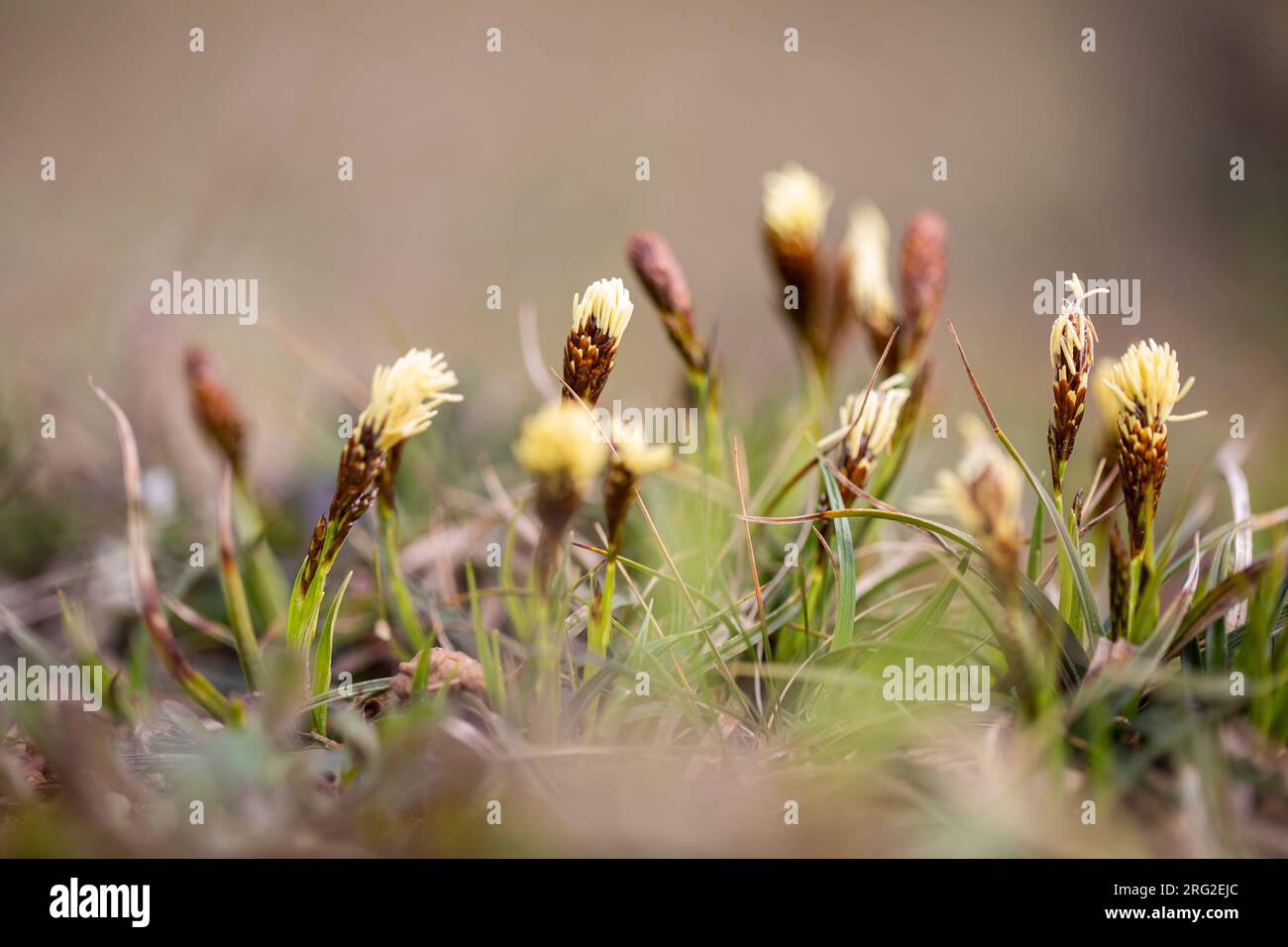 Spring sedge, Carex caryophyllea Stock Photo