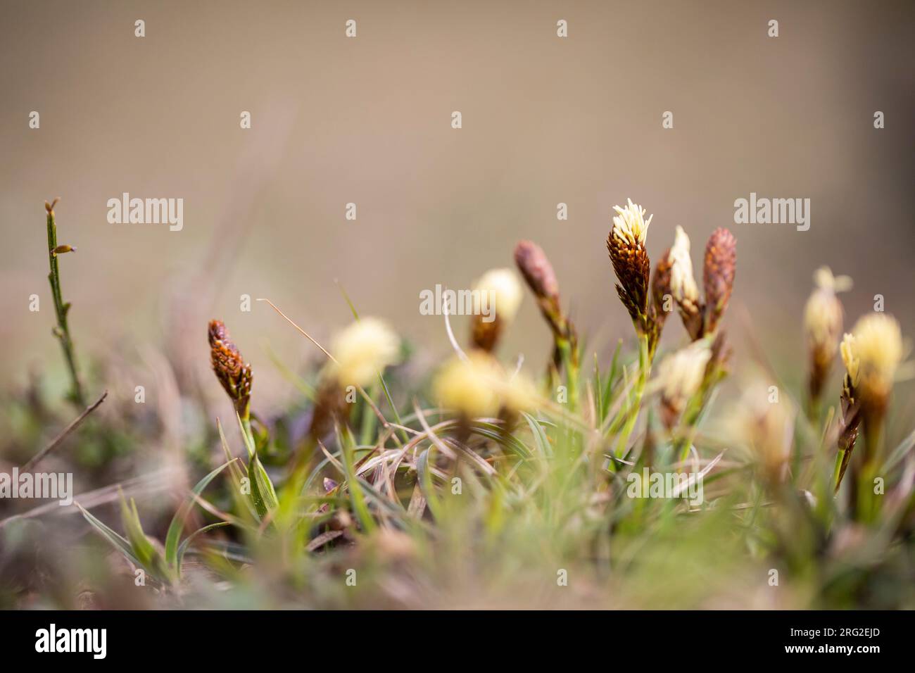 Spring sedge, Carex caryophyllea Stock Photo