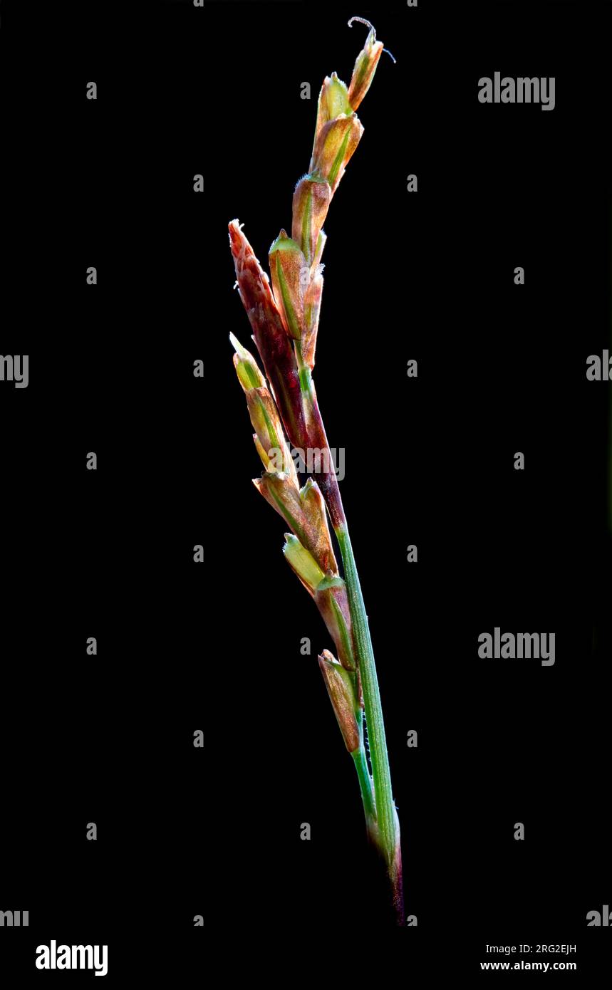 Fingered Sedge, Carex digitata Stock Photo