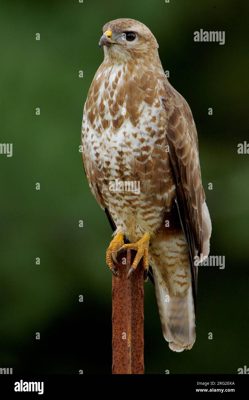 Steppebuizerd in zit; Steppe Buzzard perched Stock Photo