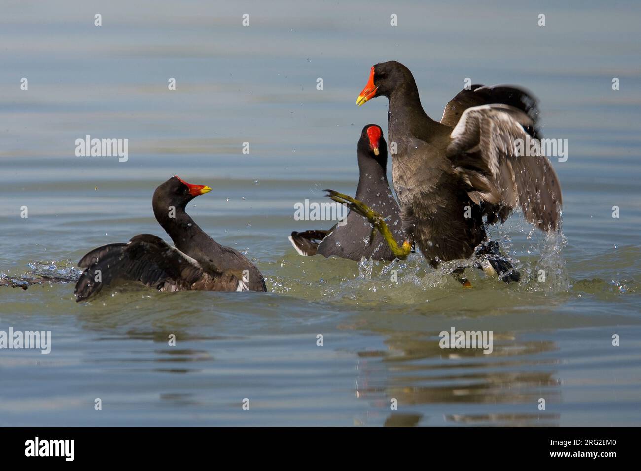 Waterhoen vechtend in water; Common Moorhen fighting in water Stock ...