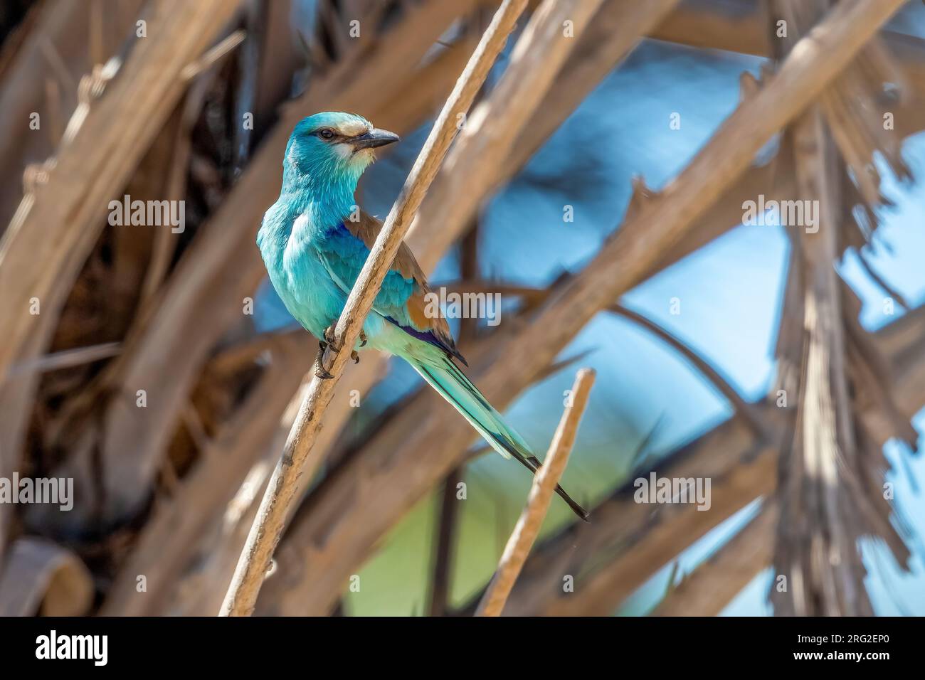 Abyssinian Roller (Coracias abyssinicus) perched on a palm tree in Nouadhibou, Mauritania. Stock Photo