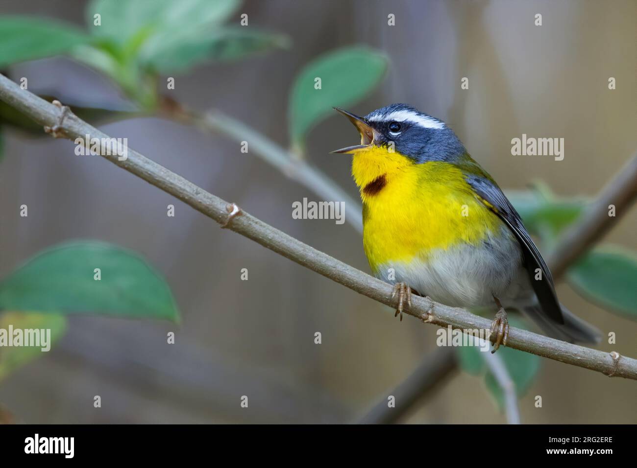 Crescent-chested Warbler (Oreothlypis superciliosa) perched on a branch in a rainforest in Guatemala. Stock Photo