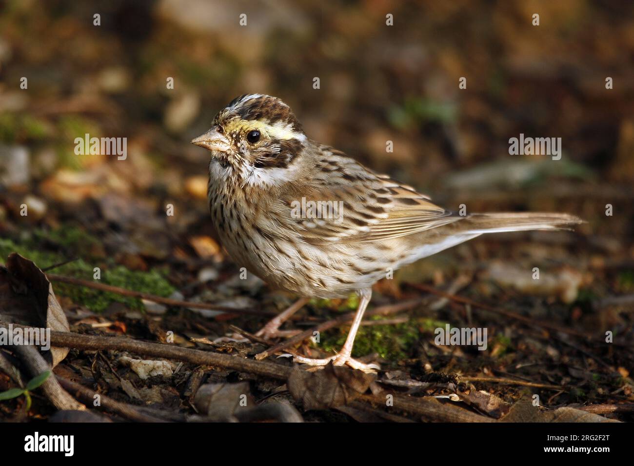 Female Yellow-browed bunting (Emberiza chrysophrys) in China. Stock Photo