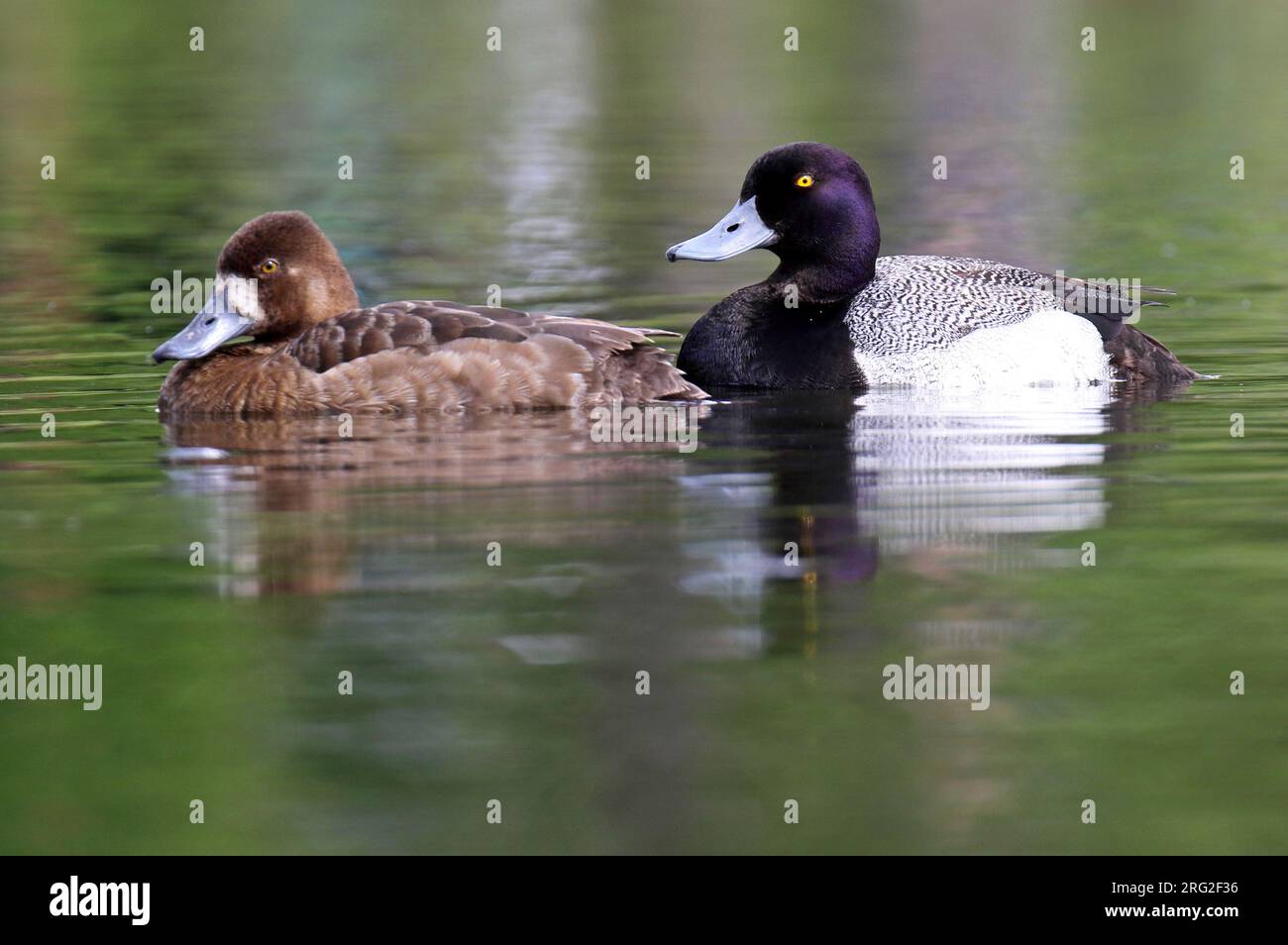 Lesser Scaups (Aythya affinis) in Alaska, United States. Male and female together. Stock Photo