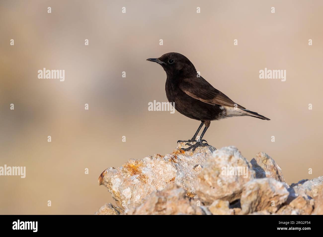 First-summer North-west African Black Wheatear (Oenanthe leucura riggenbachi) sitting on a rock along the coast of Dakhla Bay, Western Sahara. Stock Photo