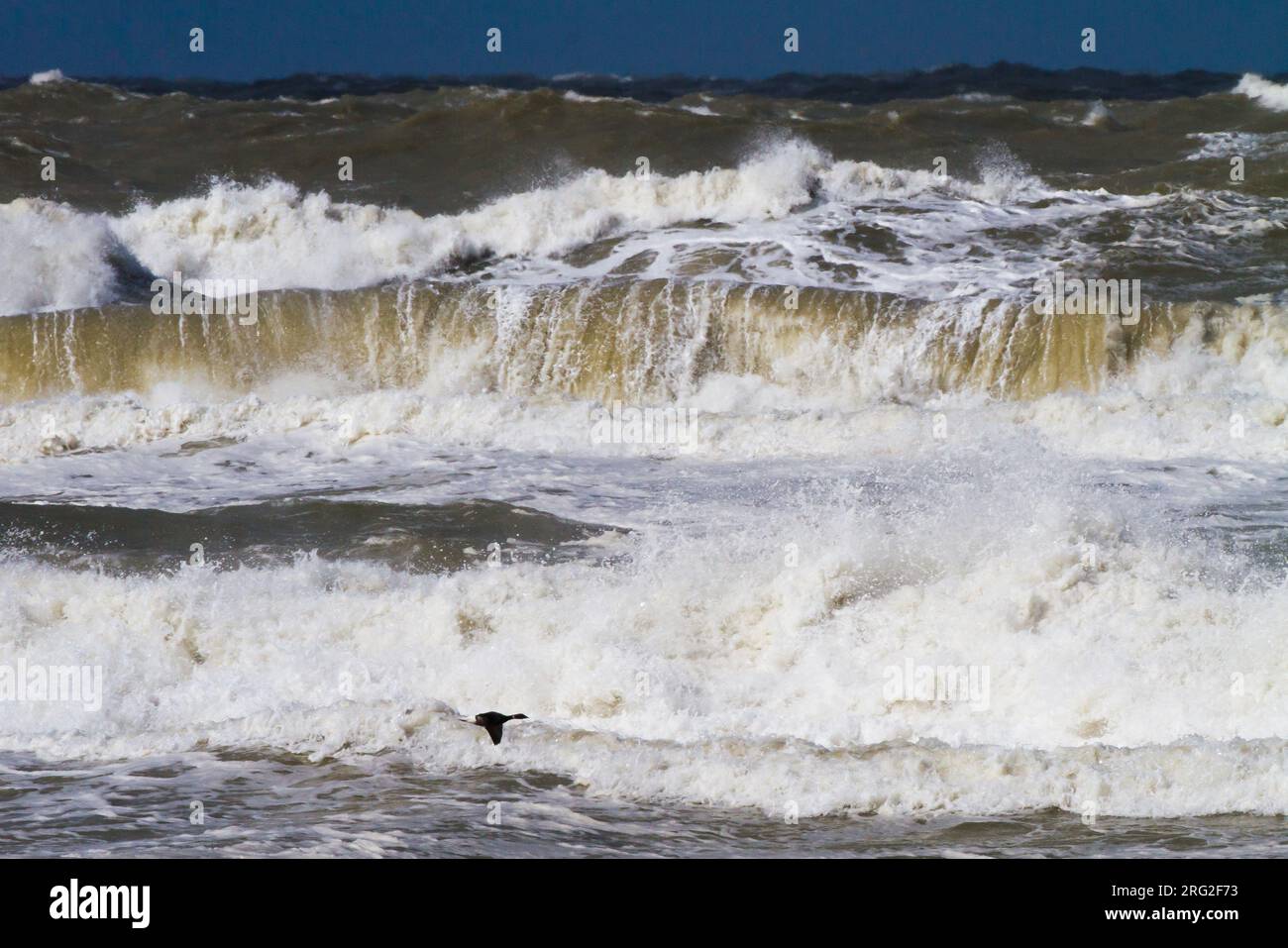Rotgans, Dark-bellied Brent Goose, Branta bernicla flying in fron of breaking surf with big waves of the north sea on spring migration Stock Photo
