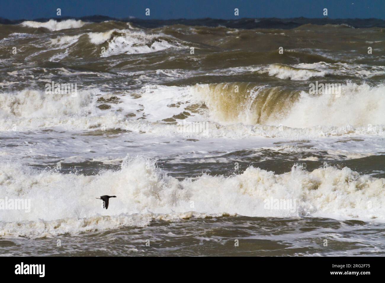 Rotgans, Dark-bellied Brent Goose, Branta bernicla flying in fron of breaking surf with big waves of the north sea on spring migration Stock Photo