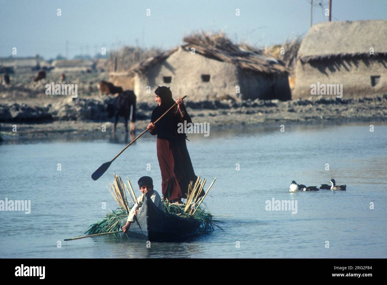 Marsh Arabs Iraq 1980s. Mother and son, child in canoe transporting recently cut reeds. Adobe homes farming on banks of the rivers Tigris and Euphrates wetlands, Hammar marshes. Southern Iraq 1980s HOMER SYKES Stock Photo