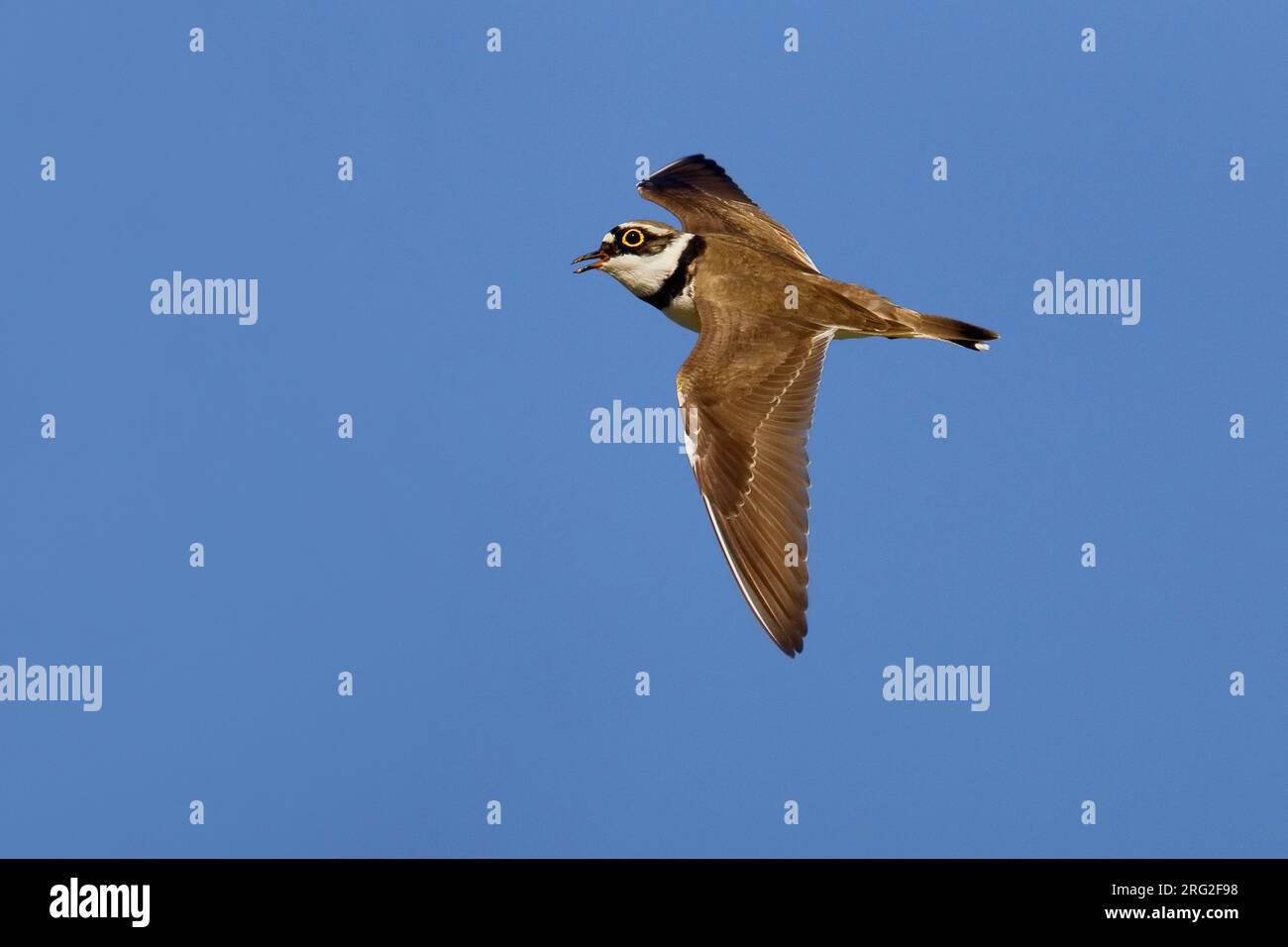 Volwassen Kleine Plevier roepend in de vlucht; Adult Little Ringed ...