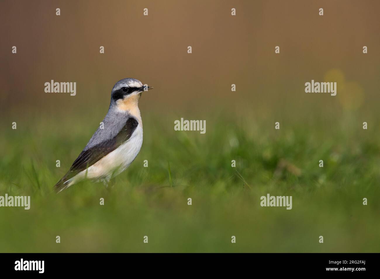 mannetje-tapuit-male-northern-wheatear-stock-photo-alamy