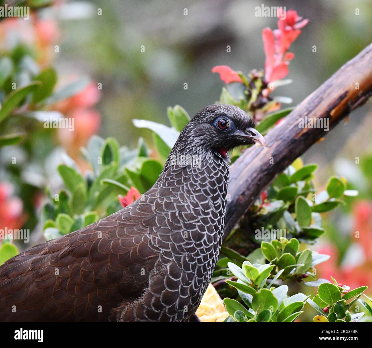 Andean Guan at Yanacocha nature reserve, west andean slope, in Ecuador. Stock Photo