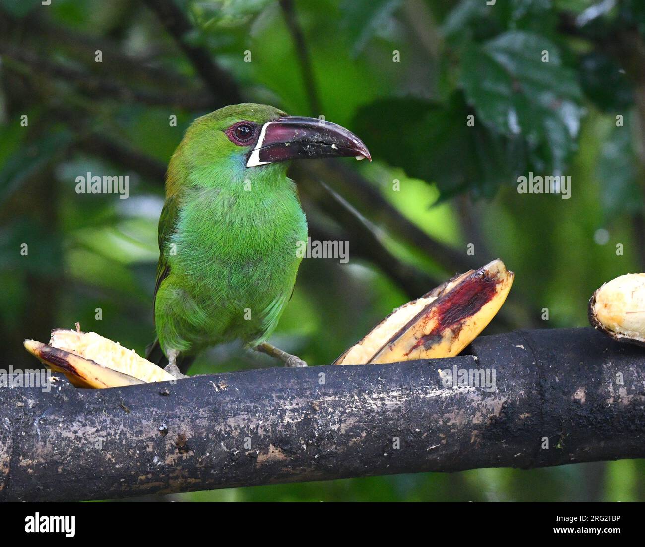 Crimson-rumped Toucanet, Aulacorhynchus haematopygus, in west andean slope of Ecuador. Perched on a banana feeder at a birding lodge. Stock Photo
