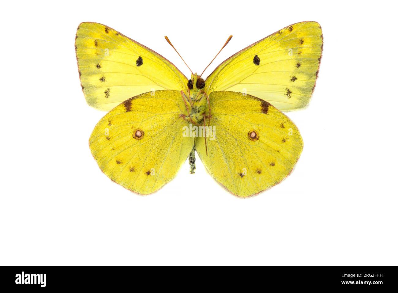 Zuidelijke luzernevlinder, Berger's Clouded Yellow, Colias alfacariensis Stock Photo