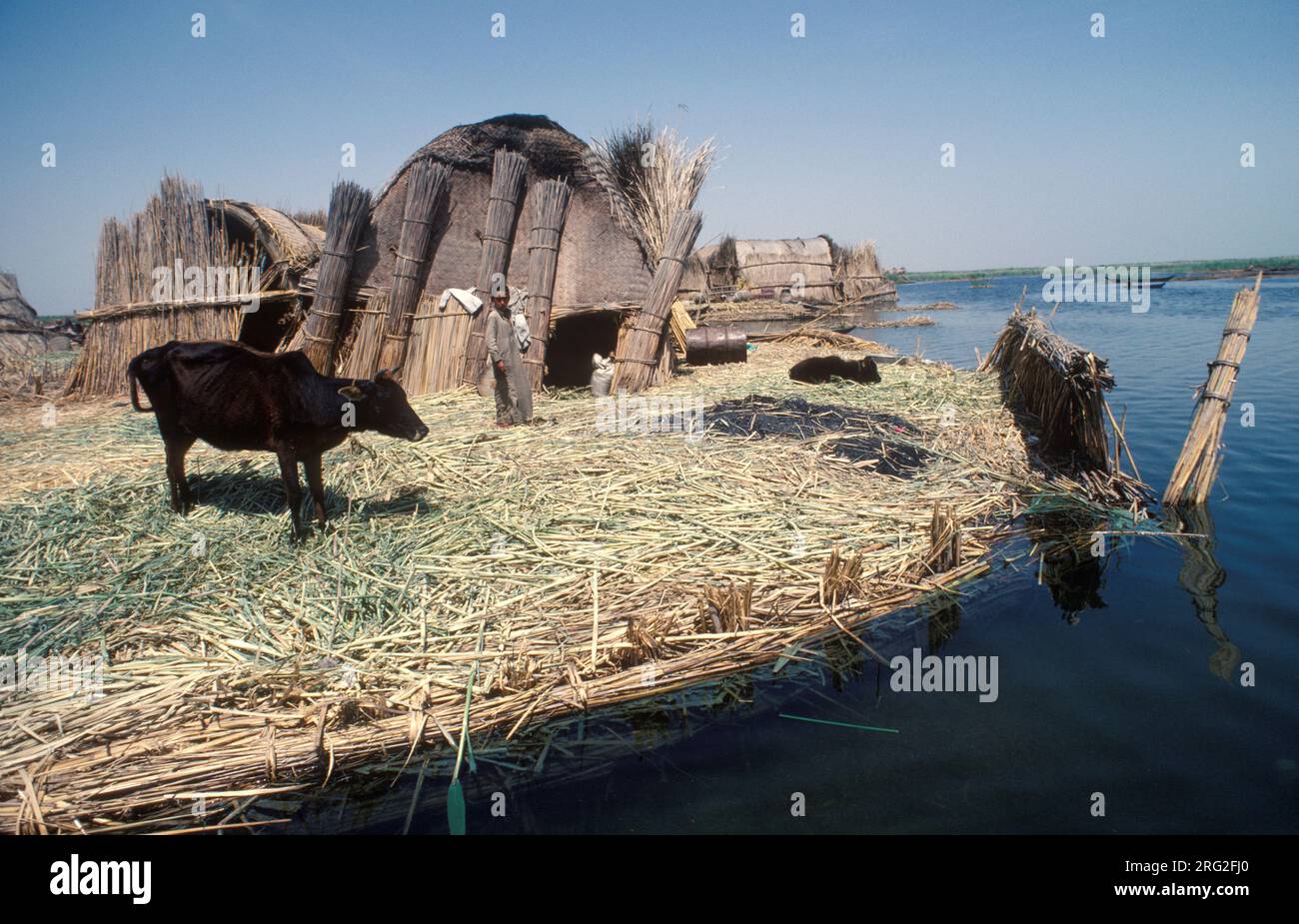 Marsh Arabs Iraq. Reed island houses, cattle eating freshly cut reeds, a young boys keeps an eye on them. Islands are known as dibin. Rivers Tigris and Euphrates wetlands, Hammar marshes. Southern Iraq 1980s 1984 HOMER SYKES Stock Photo