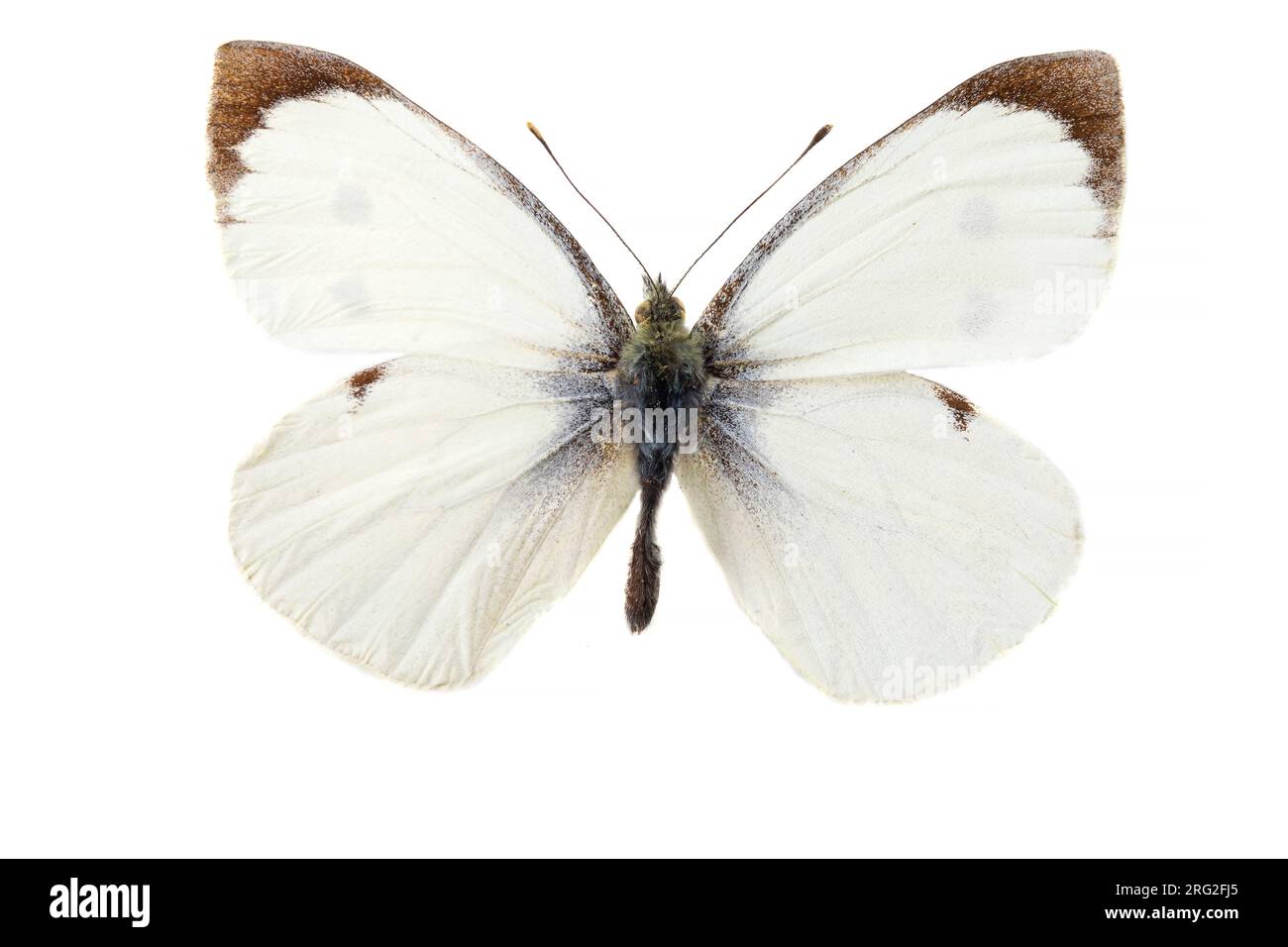 Groot koolwitje, Large White, Pieris brassicae Stock Photo