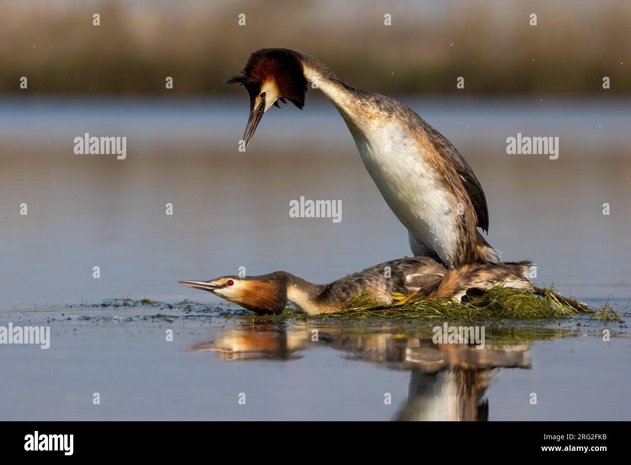 Great Crested Grebe, Podiceps cristatus, in Italy. Mating behavior from a pair of grebes on its nest. Stock Photo