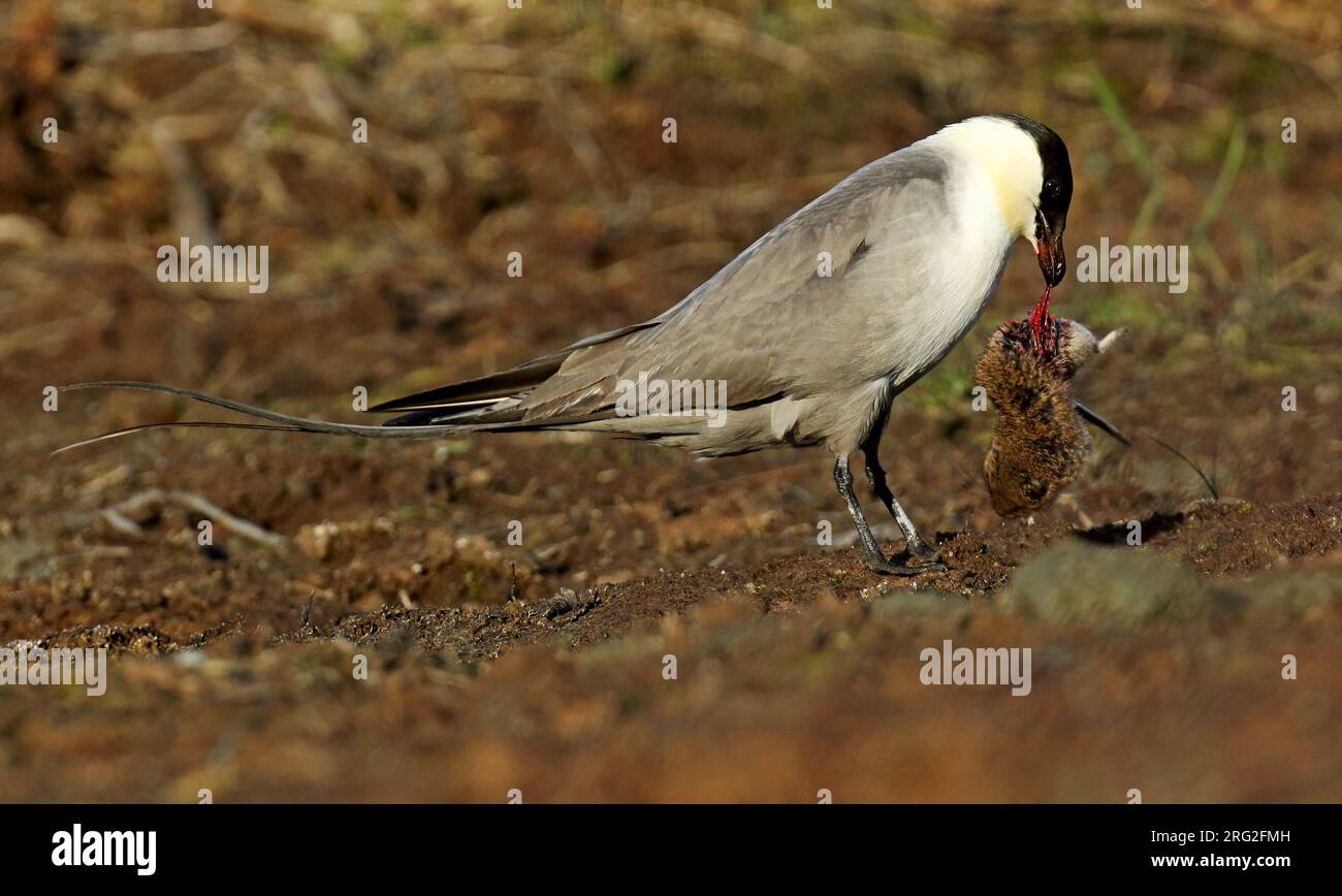 Adult Long-tailed jaeger (Stercorarius longicaudus) in Alaska, United States. Eating a vole. Stock Photo