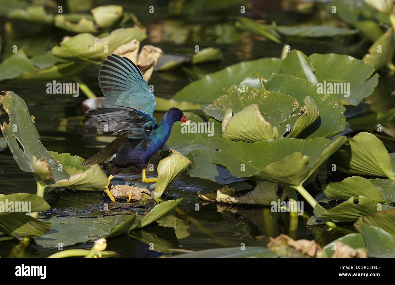 American Purple Gallinule (Porphyrio martinica), walking on Nuphars with raised wings in Florida, USA Stock Photo