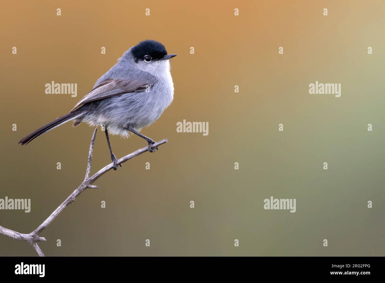 Coastal California Gnatcatcher (Polioptila californica californica)