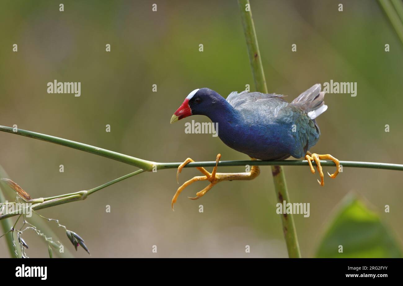 American Purple Gallinule (Porphyrio martinica), balancing on reeds in Florida, USA Stock Photo